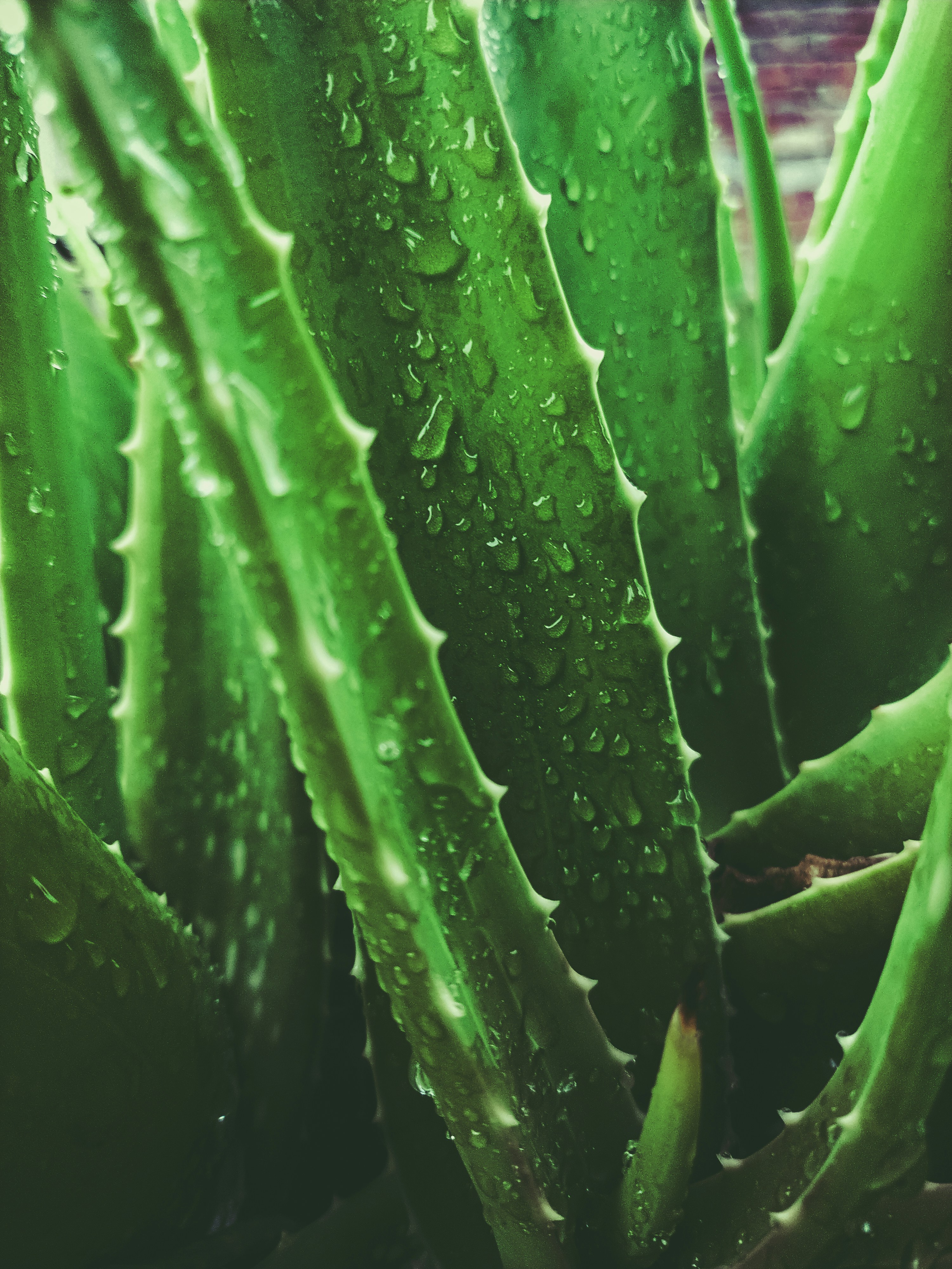 Aloe vera plant with water drops
