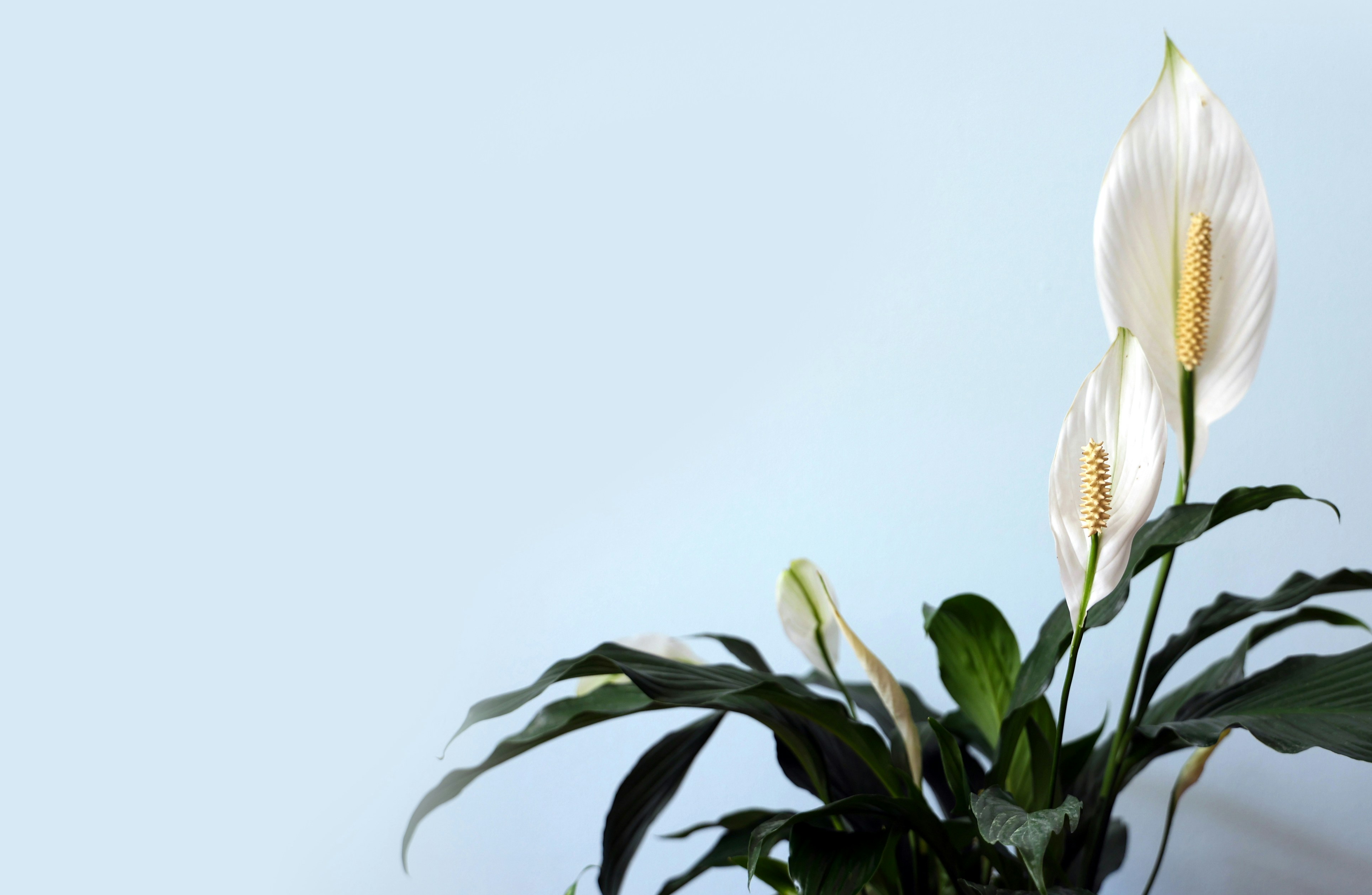 Peace lily with white flowers on light blue background