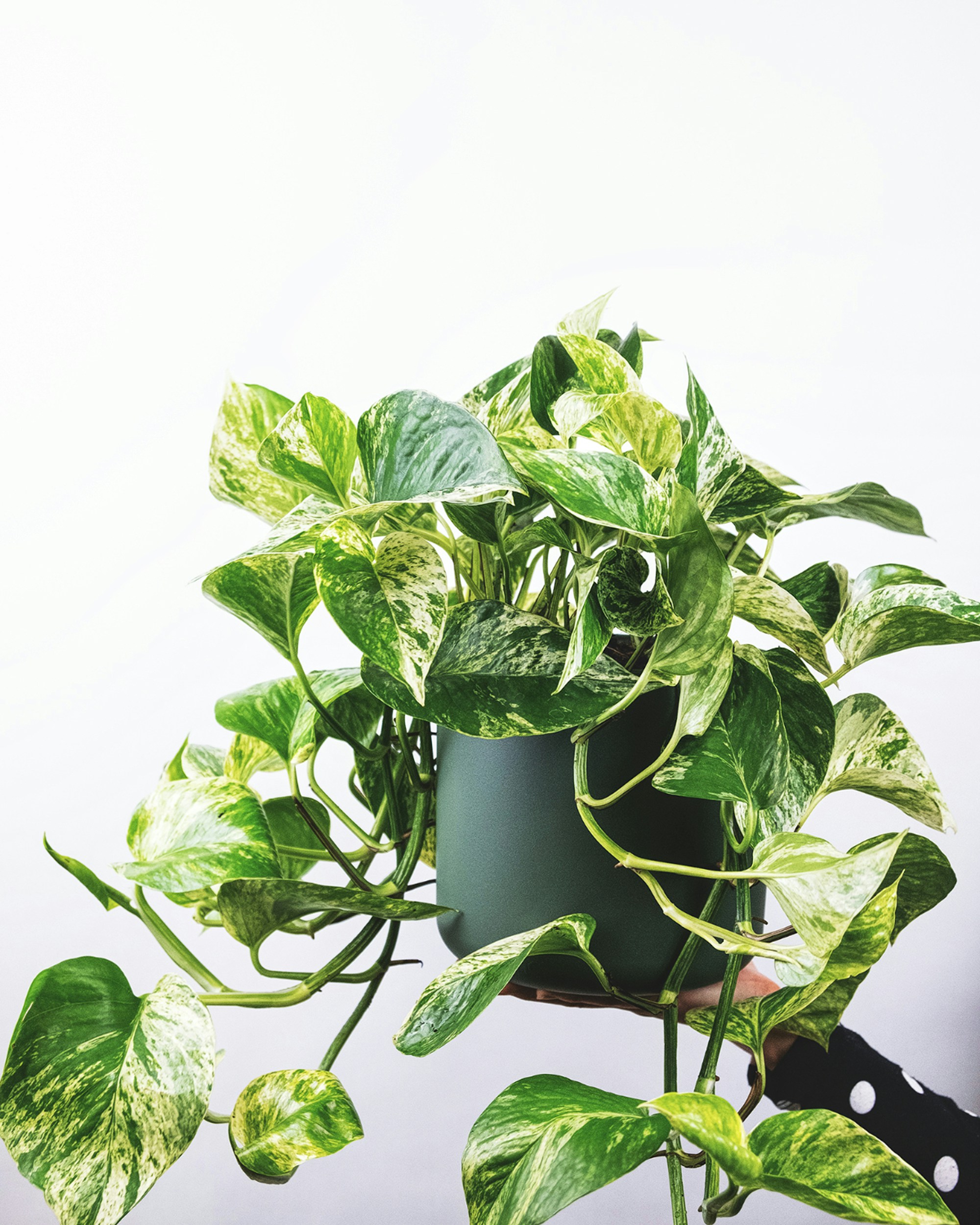Pothos plant in a pot